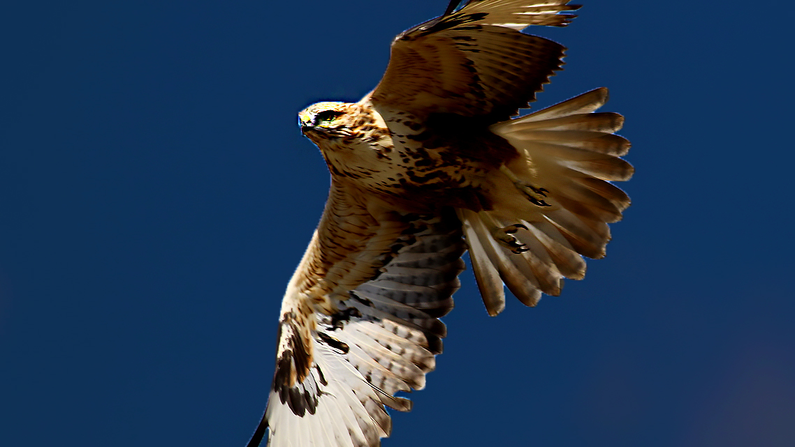 Long-legged Buzzard